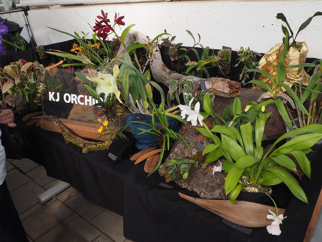 KJ-Orchids Jydsk Orchide - Klub